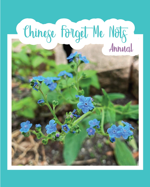 Chinese Forget Me Not Seeds – Vermont Wildflower Farm