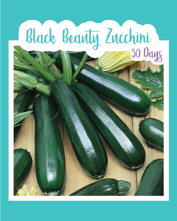 Zucchini Summer: The *Best* Teacher Pens