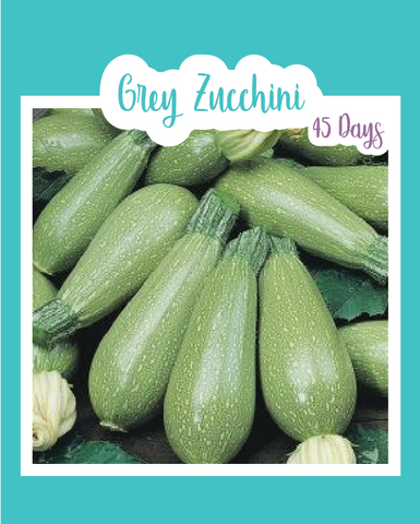 Grey Zucchini – Native-Seeds-Search