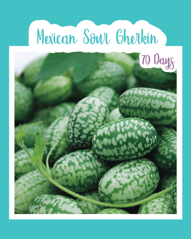 Mexican Sour Gherkin (Cucamelon) – Cucumber Shop