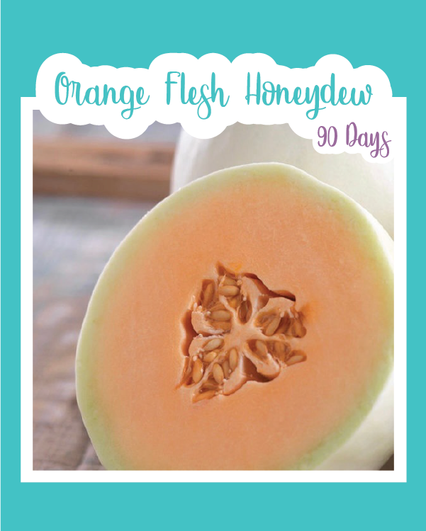 Honeydew Orangeflesh Melon Seeds